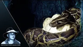 Box Turtle Enters Pythons Nest 01