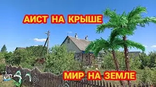 Экватор лета, всё стабильно. Каждый день прилетают буслы...