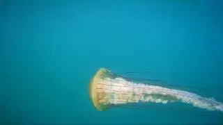 Морская крапива (Сhrysaora fuscescens) в Японском море.