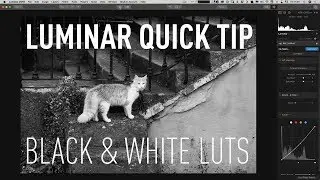 Make Black and White Photos With LUTs in Luminar