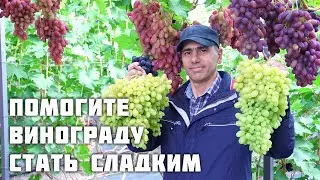 Как помочь винограду стать сладким - набрать сахар!