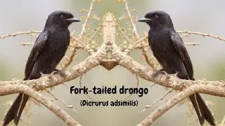 Fork-Tailed Drongo: Why This Bird is a Nature's Mastermind!