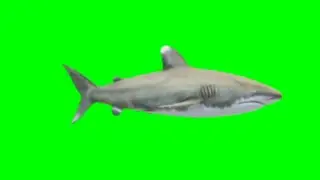 Shark - Baby Shark - motion | green screen effects - chroma key - animations - Effects - Video HD