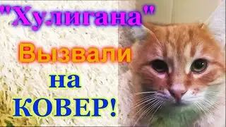 Кота ВЫЗВАЛИ на КОВЕР по хулиганке!!!