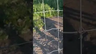 Испугала Волков 🥹 #arcticwolf #wolf #greywolf #animals #канадскийволк #животные #полярныйволк #топ
