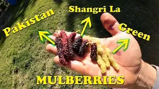 Shangri la VS Pakistan VS White Pakistan Mulberry