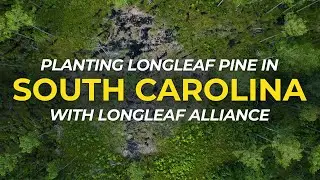 Planting Fire Adapted Longleaf Pine in South Carolina | Field Trips | One Tree Planted
