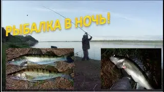 Донки на Судака и Берша.  Рыбалка в ночь!