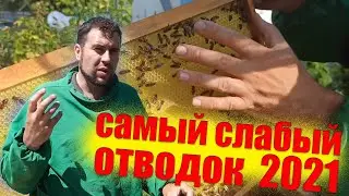 Развитие однорамочного отводка пчел на главный взяток. Украинская степная пчела