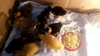 Утята, утки башкирские