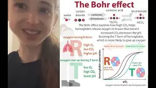 Biochemical basis of the Bohr effect - and other ways Hemoglobin O2-binding is affected (by CO etc.)