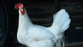 Ən Çox Yumurtayan Toyuq Leghorn - Liqorin/ Most egg laying breed Leghorn