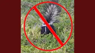 Skunk Repellent