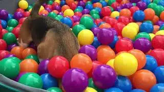 The Beagle Bounce House and Ball Pit: Where Pups Rule the Fun!