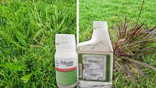 Testing Powerful Weed Control Combo on Dallisgrass, Crabgrass, and Other Tough Weeds