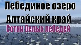 Лебединое озеро. Алтай Советский район. Февраль 2021. Лебеди и утки на озере.