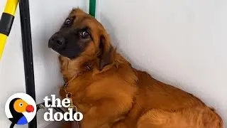 Terrified Shelter Dog Is A Different Pup In Her Foster Home | The Dodo Foster Diaries