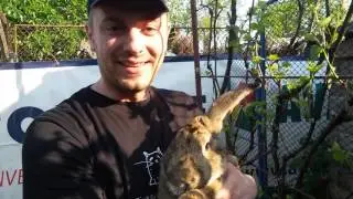 liviubalan.com Friends: Gheorghe the Rabbit