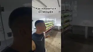 Мошка на ферме как избавиться