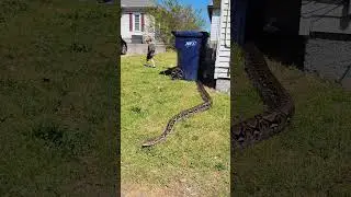 huge reticulated python