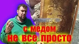 Интересные моменты с пчелиным медом на пасеке. В каждом улье мед разный