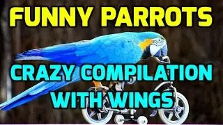 Funny Parrots - Crazy Compilation with Wings