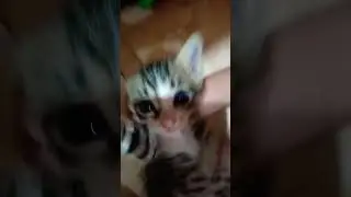 aaaaaa
