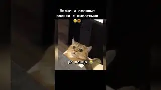 смешной кот не хочет кушать