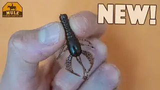 Introducing The Burro Bug (New Micro Craw)