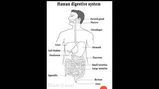 Human digestive  system Diagram