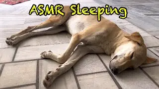 ASMR Sleeping In Mornings... #dogs #animals