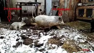 Two broods of Korean pig and Mangala hybrids walking together. (Vietnamese?)