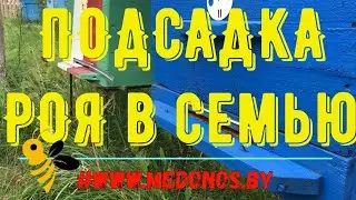 Подсадка роя пчел к слабой семье. Как усилить пчелосемью.  Сезон 2022