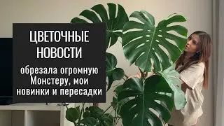 Цветочный Влог. Мои Новинки. Черенкование ОГРОМНОЙ Монстеры.