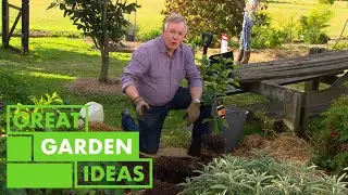 How to Grow, Prune and Care for Citrus Trees | GARDEN | Great Home Ideas