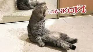 Приколы с котами! С ОЗВУЧКОЙ! - Самые СМЕШНЫЕ ЖИВОТНЫЕ! Смешные коты и собаки!