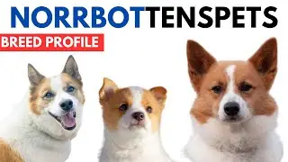 Norrbottenspets Breed Profile History - Price - Traits - Nordic Spitz Grooming Needs - Lifespan