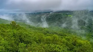 Dartmoor's Hidden Forests - A Short Documentary in 4K