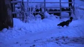 Air Rifle Hunting, On The Farm In The Snow, 22 Dec 2010