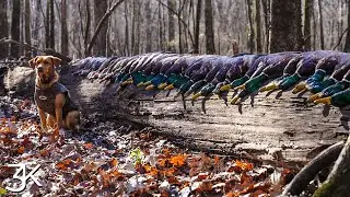 Sunshine and Greenheads | Mississippi Duck Hunting