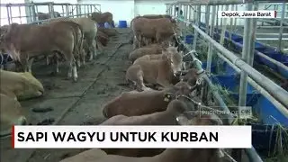 Sapi Wagyu Dijual untuk Hewan Kurban