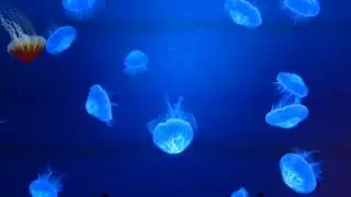 Jellyfish Song Caroline Konstar (Clean Version)