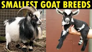 Small Goat Breeds for Farming | Best Dwarf Goat Breeds for Milk and Meat | Pet goat Breeds