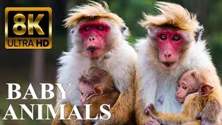 BABY ANIMALS 8K ULTRA HD - Cute Baby Animals Around the World