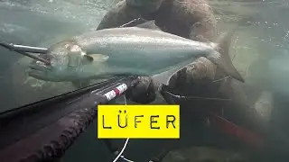 Zıpkınla Lüfer  Avı (Bluefish)