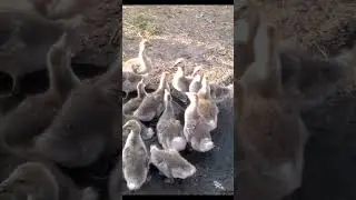 Забота о Гусятах: Кормление и Выпас Гусей в Приусадебном Хозяйстве! 🦢🌿 