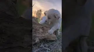 The dog eats the little rabbit's grass. Cute pet debut plan. Rabbit. Cute pet.