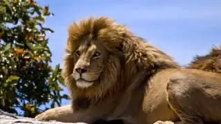 Lion Sound Effects