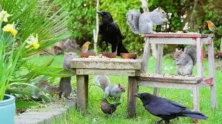 Birds for Cats to Watch 😸 Cat TV & Cat Games 🕊️ Bird & Squirrel Videos for Cats & Dogs (4K HDR)