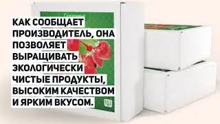 Клубника сказочный сбор реальные отзывы - чудо-ягодница сказочный сбор голландская клубника.